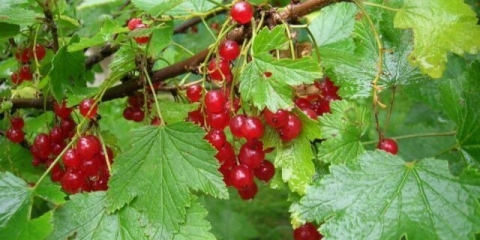 Crvena ribizla alfa: opis, sadnja i njega